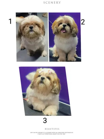 A collage showing different angles of a beautifully groomed Shih Tzu.