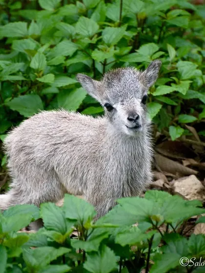 An adorable and fluffy Nilgiri Tahr kid. This species is Endangered, and protecting their fragile mountain habitat is essential for their survival.