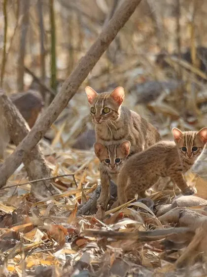 A rare, once-in-a-lifetime sighting of the world's smallest wild cat, the Rusty-Spotted Cat, with her two cubs in broad daylight in Tadoba.