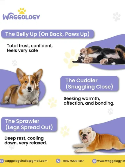 From "The Belly Up" showing total trust to "The Cuddler" seeking affection, this guide to dog sleeping positions offers fascinating insights into your dog's state of mind.