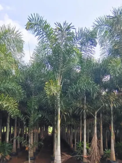 A view down a row of Fishtail Palms, named for their unique jagged-edged leaves. They add a lush, exotic feel to any setting.