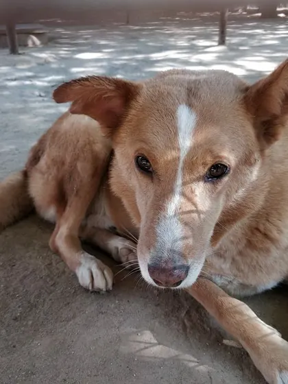 Winston, a handsome indie dog, relaxing in the shade. We believe every dog, whether purebred or indie, deserves the best care.