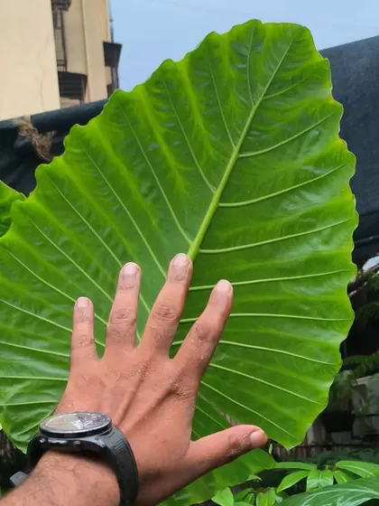 We love the sheer size of this Alocasia leaf. My hand gives you a sense of scale for these gentle giants.