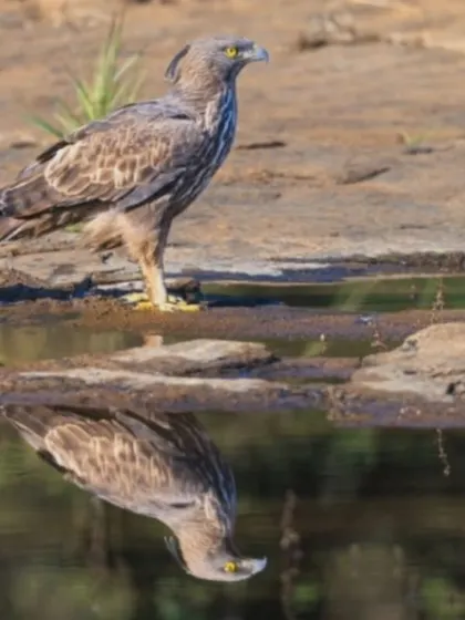 A closer look at the Changeable Hawk-Eagle and its reflection. Note the small crest on its head, which gives it one of its common names.