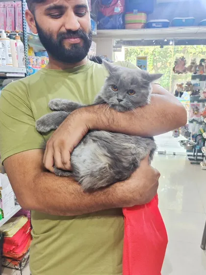 We welcome small breed cats too! This beautiful grey Persian cat is being cuddled by one of our team members, showing the calm and trusting atmosphere we cultivate.
