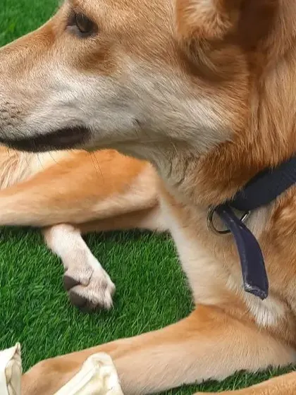 An Indie dog settles down with a chew toy, a simple pleasure during their stay.
