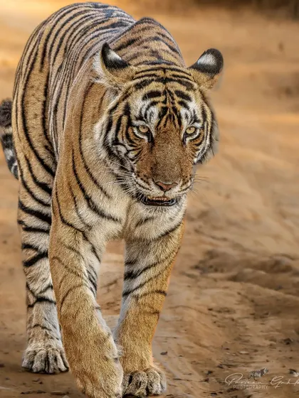 A direct and powerful portrait of Riddhi, a tigress from Ranthambore, as she walks towards me. Capturing the intense gaze of these magnificent big cats is a moment of pure adrenaline and respect.