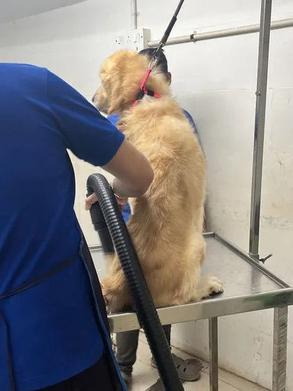 Charlie getting a well-deserved grooming session before heading to his forever home. This is part of how we prepare our dogs for their new lives.