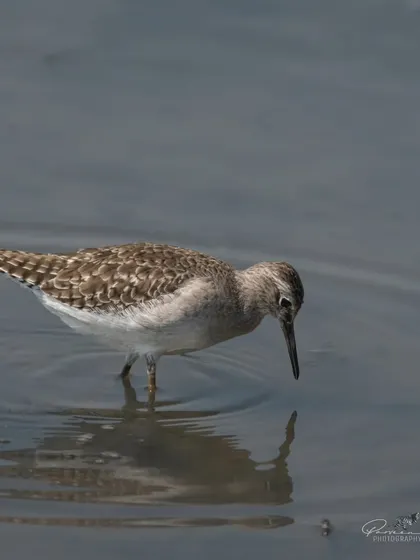 A Wood Sandpiper foraging in the shallow water at Sultanpur National Park.