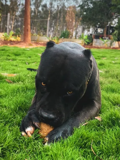 Bane is not sharing his coconut. It's important to provide dogs with enriching toys and activities to keep them mentally stimulated and happy.