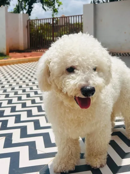 A freshly groomed Poodle enjoying the sunshine. My styling services are tailored to your pet’s breed and your personal preference.