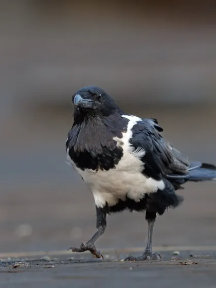 The Pied Crow, a widely distributed and intelligent bird in Africa, takes a confident stroll. Its bold black-and-white pattern makes it stand out.