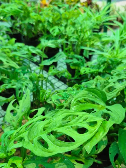 The Monstera Adansonii, also known as the Swiss Cheese Plant, is famous for the natural holes in its leaves. This climbing plant adds a trendy, tropical vibe to any indoor space.