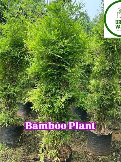 The Bamboo Plant is excellent for creating a natural screen or a modern, zen-like garden.