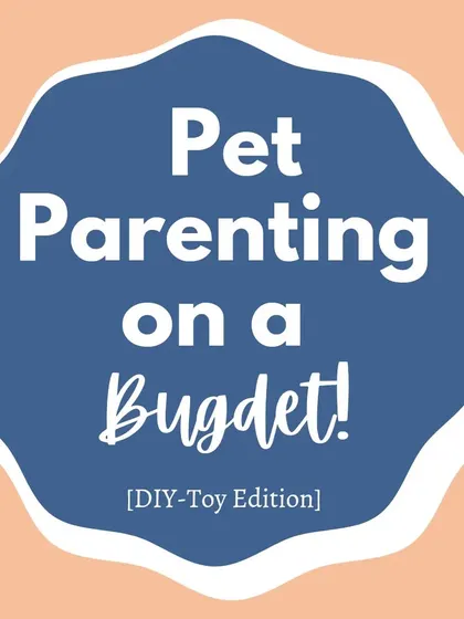 Let's talk about DIY toys! You don't need to break the bank to provide your dog with enrichment.