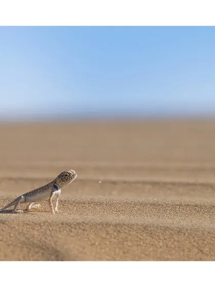 A toad-headed agama stands on a sand dune, its form silhouetted against the endless lines of the desert.