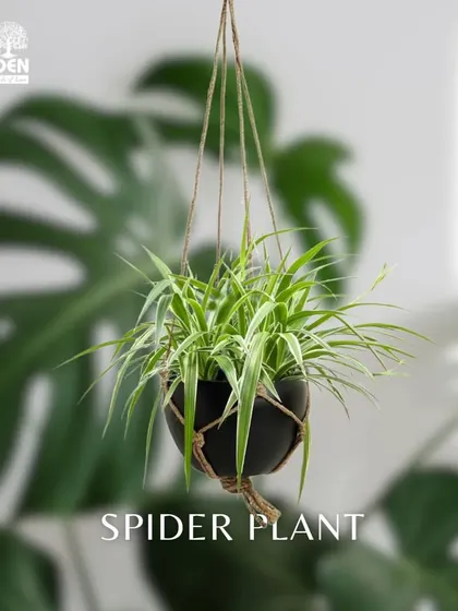 Elevate your space with a hanging Spider Plant. This air-purifying plant looks beautiful cascading from our stylish hanging planters, adding a touch of nature's grace to any room.