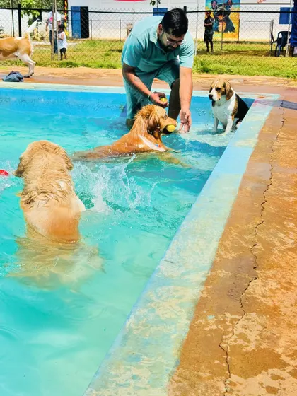 A pet parent encourages their Golden Retrievers to play fetch in the water. Interactive play is a great way for dogs to exercise.