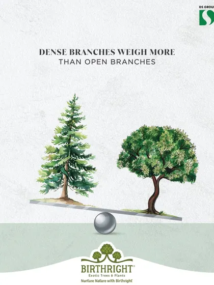 The density of a plant contributes to its visual weight. A dense, conical evergreen feels heavier than a tree with an open, airy canopy. We balance these different forms to create dynamic and stable landscape designs.