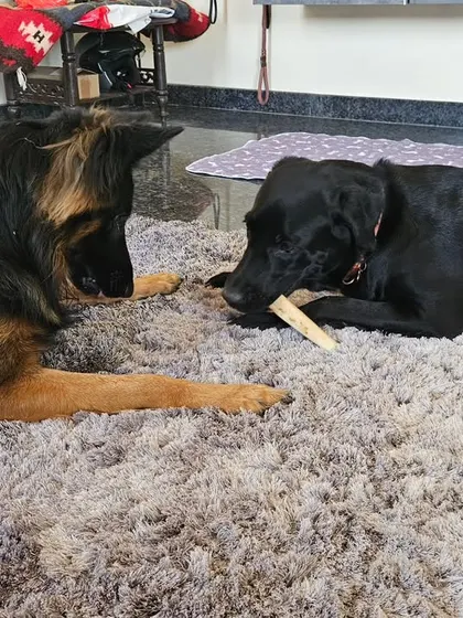 Sharing is caring, but it's also a learned skill. Duggu and Odo enjoying a chew toy in the same vicinity is a result of careful supervision and teaching resource management, a crucial part of multi-dog living.