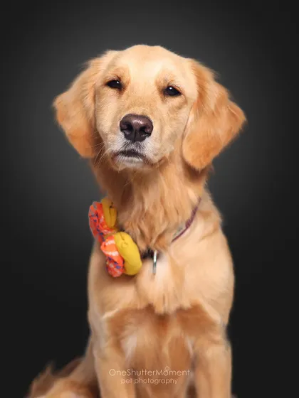 A more serious and soulful look from Imli. Even with a simple setup, we can capture a wide range of expressions that show off your pet's personality.