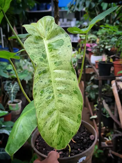 Growth is key, no matter how slow. This Philodendron Paraiso is steadily developing its beautiful speckled variegation, a true reward for patience.