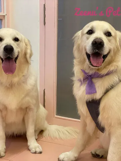 Double the fun with Phoebe and Felix, two gorgeous Golden Retrievers. Both are looking fabulous after their full grooming service.