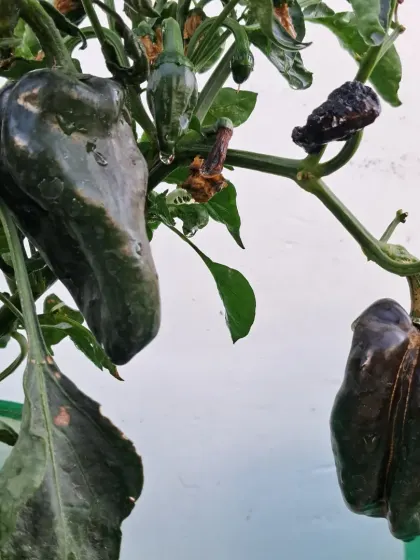 These are a darker variety of green chillies. Different types have different levels of spice and are suited for different dishes.