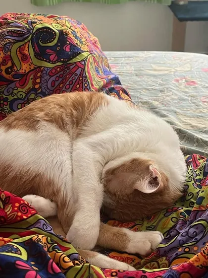 Puttu found the most colorful spot in the house for her nap.