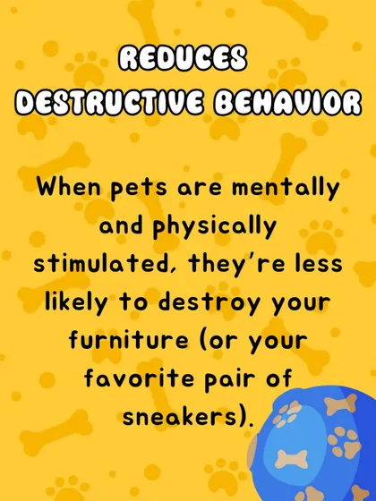 Destructive behavior like chewing furniture or shoes often stems from boredom or excess energy. By providing mental and physical stimulation with interactive toys, you give your pet a positive outlet for their energy.