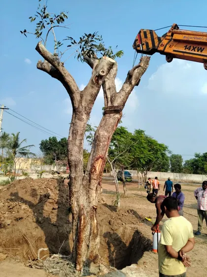 A pruned, mature tree being carefully positioned into a pre-dug pit. This stage of the tree shifting process is critical for ensuring stability and future growth.