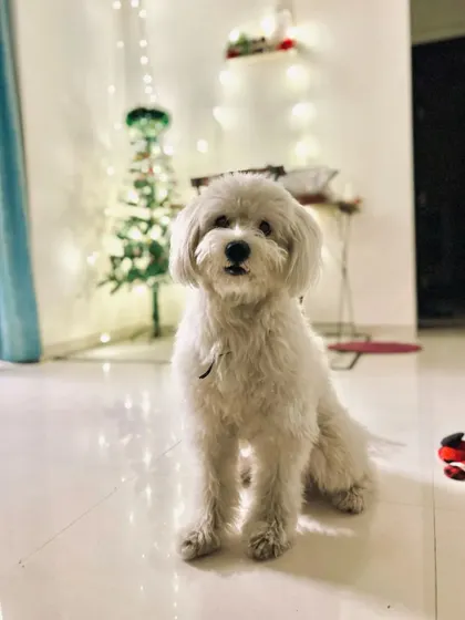 Ollie, looking picture-perfect and happy at home. I care for dogs of all breeds, including fluffy companions like this Maltese mix who may need extra grooming attention.
