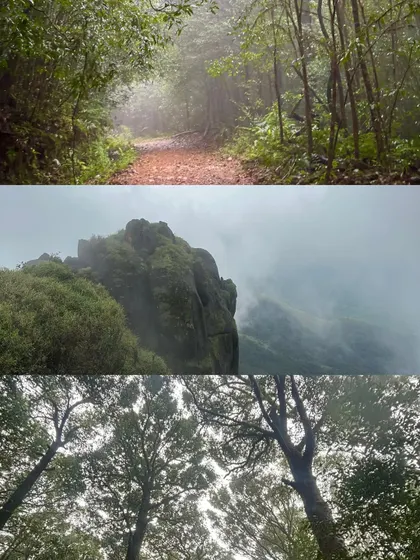 A collage showcasing the diverse landscapes of the Kurinjal trek: the winding forest path, the misty mountain peaks, and the tall canopy of the shola forest.