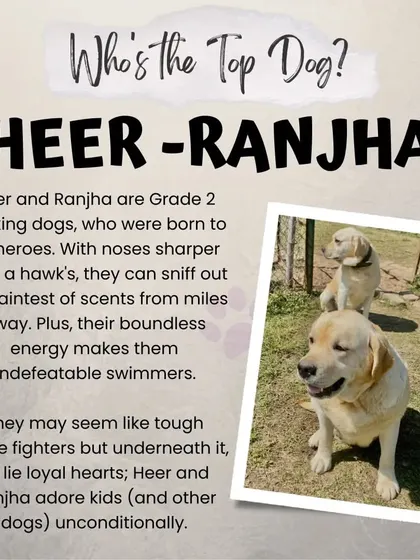 Meet Heer and Ranjha, two of our resident working dogs. With their sharp noses and boundless energy, they are an integral part of life at the farm. They are also incredibly gentle and serve as great role models for many of the rescue dogs in our care.