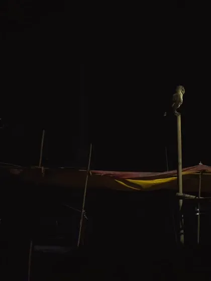 A Barn Owl perched high above a market stall, perfectly adapted to its urban environment and earning the title of "City Owl."