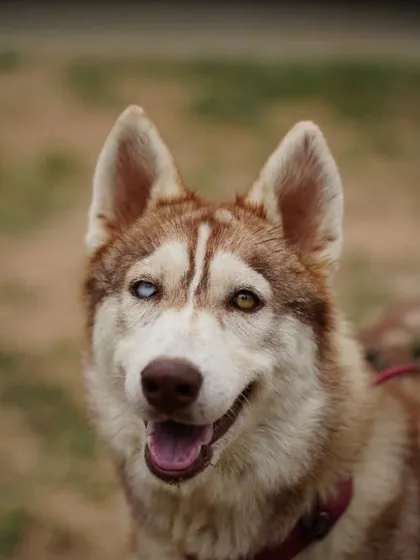 This was a foster appeal for Luna, a 2 year old husky with suspected idiopathic epilepsy. We needed a foster who could administer her medication, which we provide.