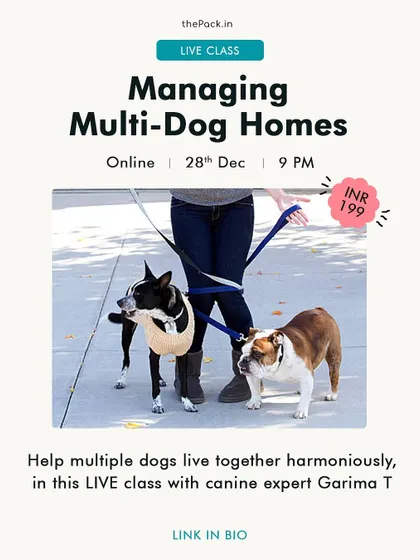 Managing a multi-dog home can be a dream, but it can also be challenging when conflicts arise. I offer live classes focused on creating harmony, helping you understand individual needs and manage interactions to prevent fights.