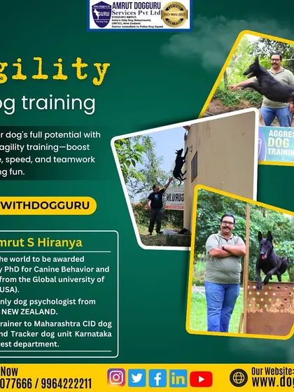 Agility is about teamwork and confidence. This graphic highlights how we use these exercises to boost a dog's confidence, speed, and obedience while they have fun.