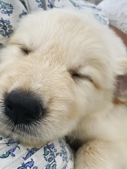 This is Leo, a 38-day-old Golden Retriever puppy. We were so honored to care for him.