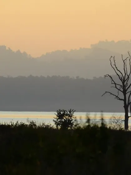 A serene landscape in a tiger reserve at dusk. The layered hills and skeletal trees standing in the water are a reminder that the tiger's survival is tied not just to the forest, but to the entire ecosystem, especially its water bodies.