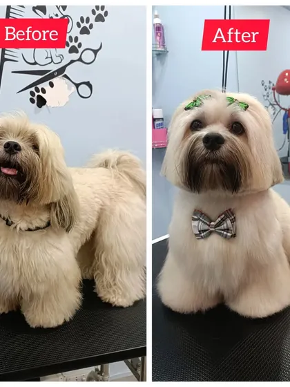 Mojo the Lhasa Apso's before and after. We maintained some length while cleaning up the lines for a tidy yet fluffy appearance.