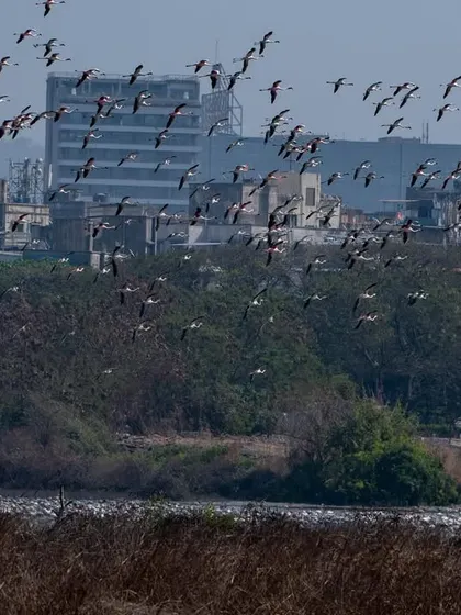A flock of flamingos flying over the city, a testament to why we call this place the 'village of flamingo birds'.