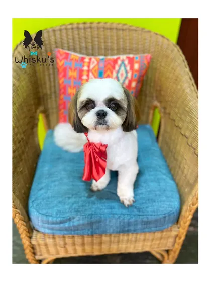Soda the Shih Tzu looking regal with a bright red bow. The short body and longer ear hair is a classic and cute look for the breed.