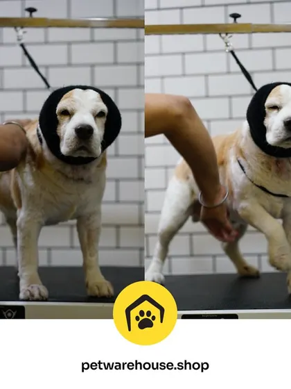 Even anxious pets can have a positive grooming experience. This dog is wearing a Happy Hoodie to muffle the sound of the dryer, a simple tool we use to ensure a calm and gentle session.
