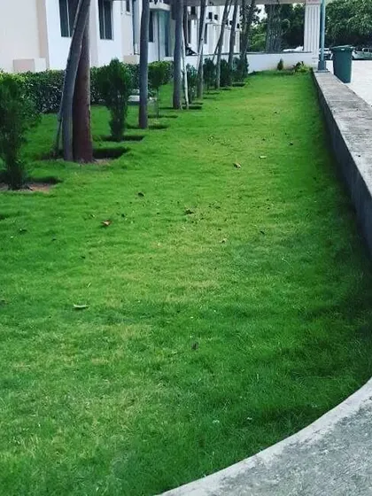 The growth of healthy Mexican grass like this helps to naturally suppress weeds, keeping your lawn looking clean and uniform.