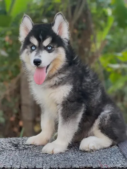 A happy, panting pose from this keeper pup. His bright eyes and healthy coat are a testament to the care he receives.