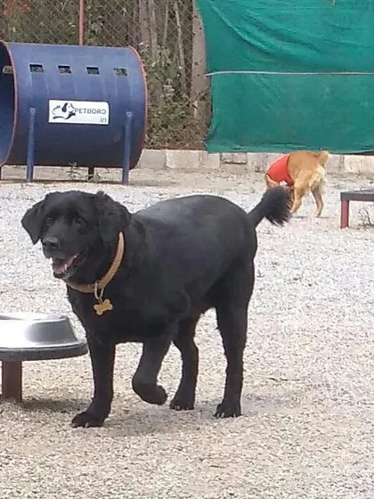 A black Labrador stands near our play tunnel and a raised water station. Our park is designed for both active fun and convenient access to hydration.