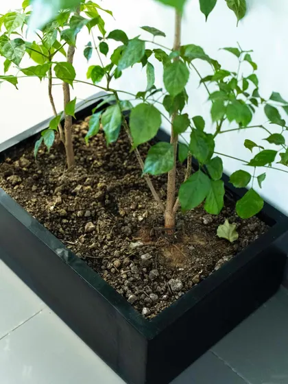 A close-up of the custom FRP planter box we designed for an office window ledge. The soil and plants are neatly contained, creating a clean and professional look.