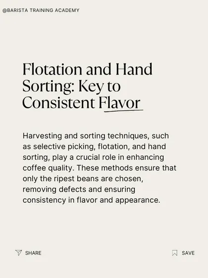 An infographic explaining why flotation and hand-sorting are key to consistent flavor. These methods remove defects and ensure uniformity.