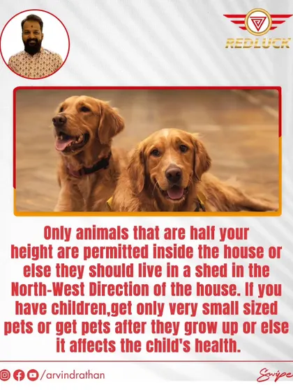 Only animals that are half your height are permitted inside. Larger pets can affect a child's health if they live in the same quarters.